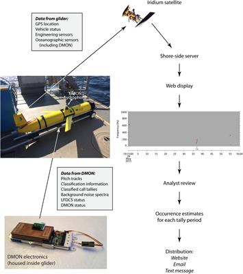 Slocum Gliders Provide Accurate Near Real-Time Estimates of Baleen Whale Presence From Human-Reviewed Passive Acoustic Detection Information